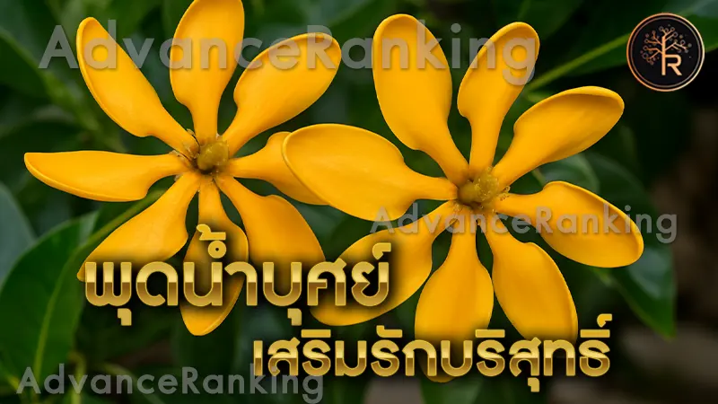 พุดน้ำบุศย์ เสริมรักบริสุทธิ์