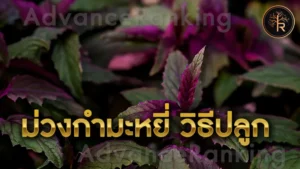 ม่วงกำมะหยี่ วิธีปลูก