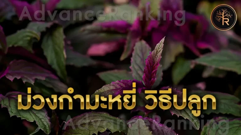 ม่วงกำมะหยี่ วิธีปลูก