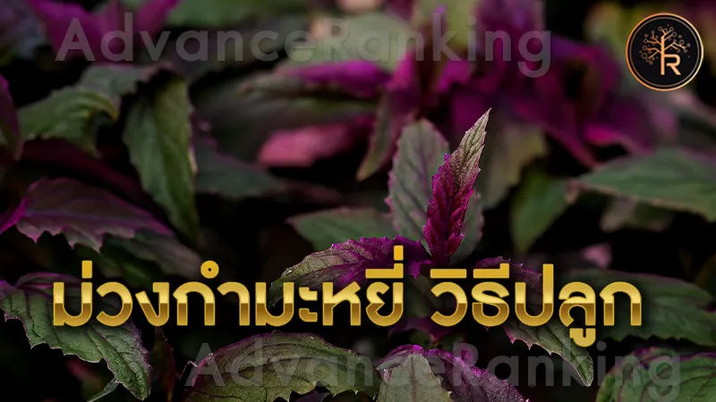 ม่วงกำมะหยี่ วิธีปลูก