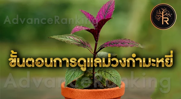 ม่วงกำมะหยี่ วิธีปลูก