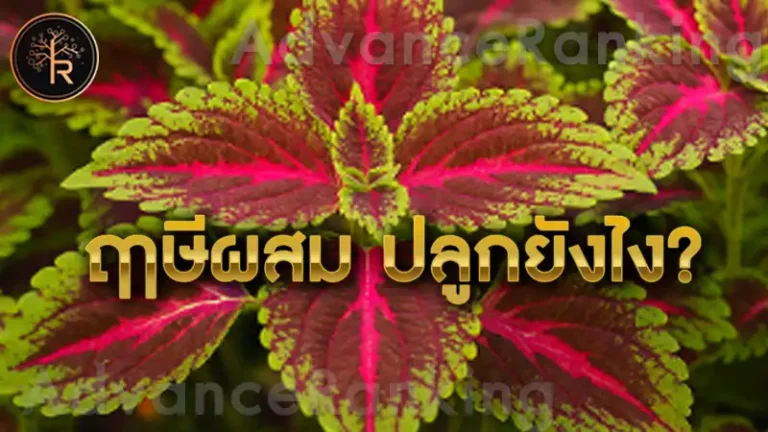 ฤาษีผสม ปลูกยังไง