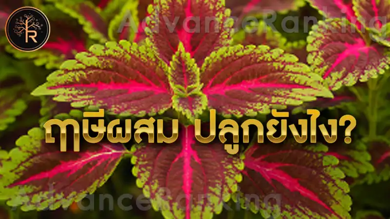 ฤาษีผสม ปลูกยังไง