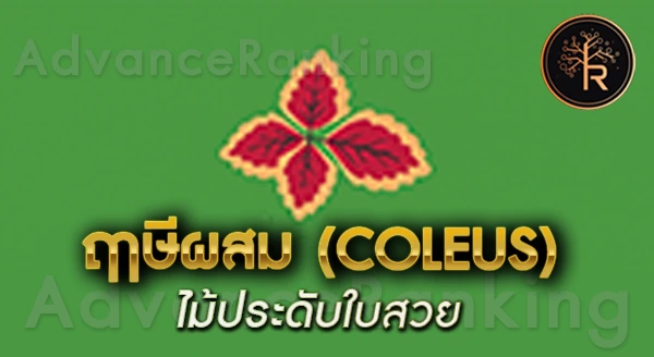 ฤาษีผสม ปลูกยังไง