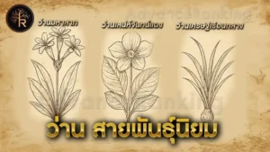 ว่าน สายพันธุ์นิยม