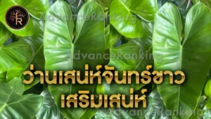 ว่านเสน่ห์จันทร์ขาว เสริมเสน่ห์