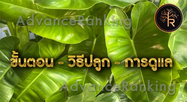 ว่านเสน่ห์จันทร์ขาว เสริมเสน่ห์