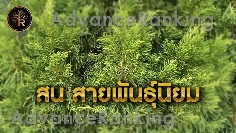 สน สายพันธุ์นิยม