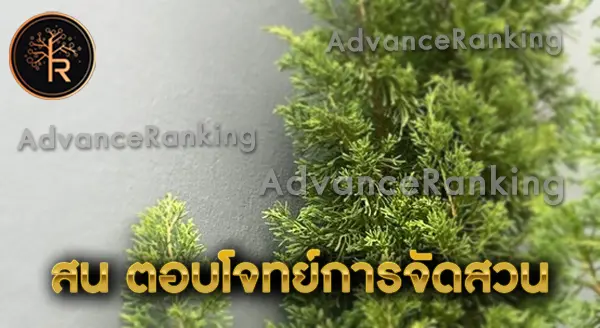 สน สายพันธุ์นิยม