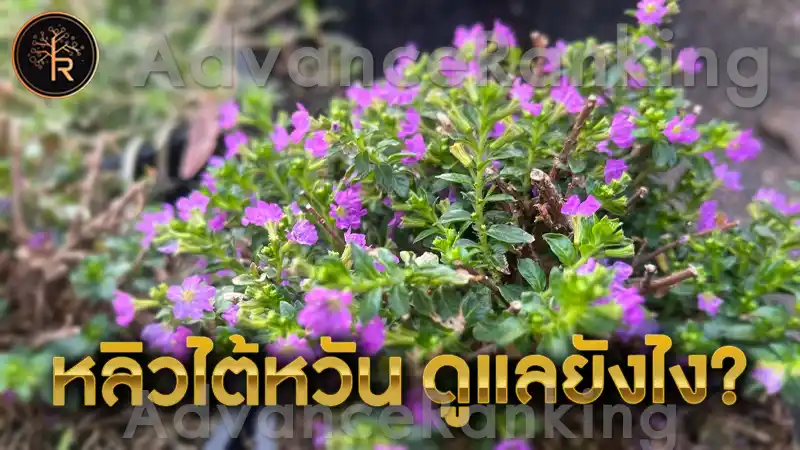 หลิวไต้หวัน ดูแลยังไง