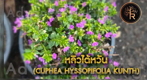 หลิวไต้หวัน ดูแลยังไง