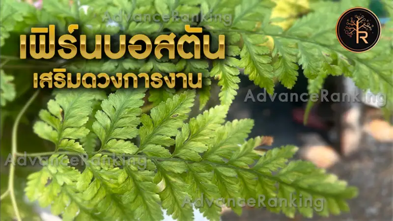 เฟิร์นบอสตัน เสริมดวงการงาน