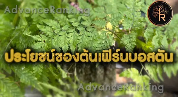 เฟิร์นบอสตัน เสริมดวงการงาน