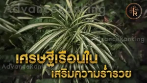 เศรษฐีเรือนใน เสริมความร่ำรวย