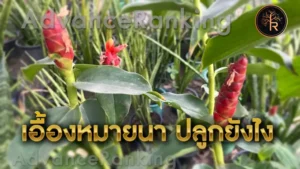 เอื้องหมายนา ปลูกยังไง