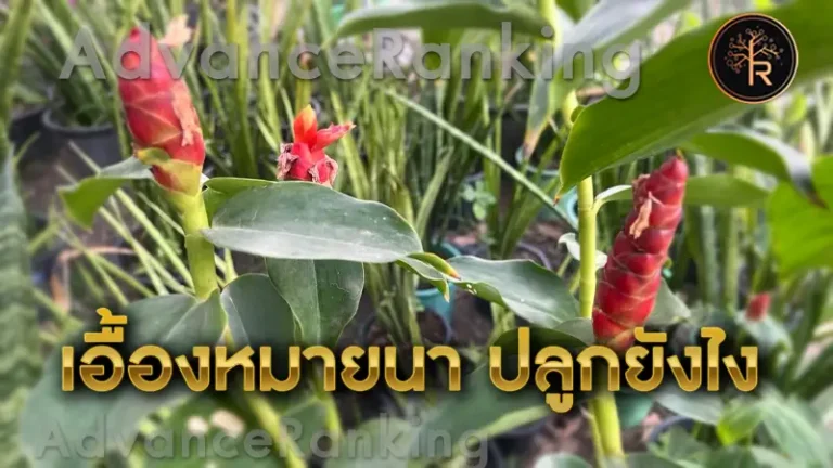 เอื้องหมายนา ปลูกยังไง