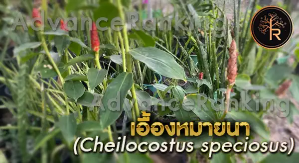 เอื้องหมายนา ปลูกยังไง