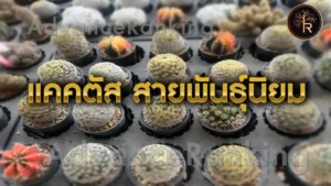 แคคตัส สายพันธุ์นิยม