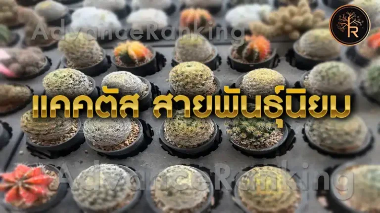 แคคตัส สายพันธุ์นิยม