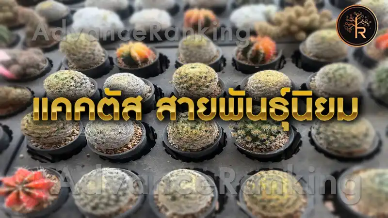 แคคตัส สายพันธุ์นิยม