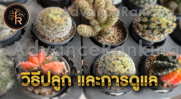 แคคตัส สายพันธุ์นิยม