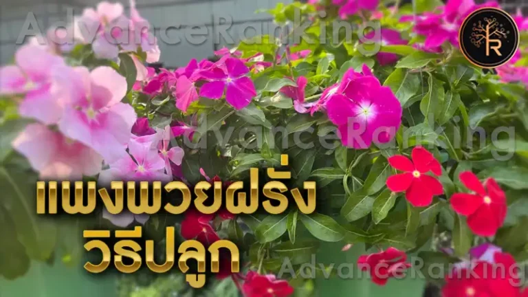 แพงพวยฝรั่ง วิธีปลูก