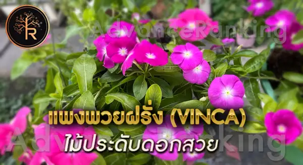 แพงพวยฝรั่ง วิธีปลูก