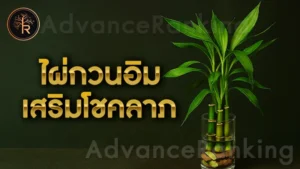 ไผ่กวนอิม เสริมโชคลาภ