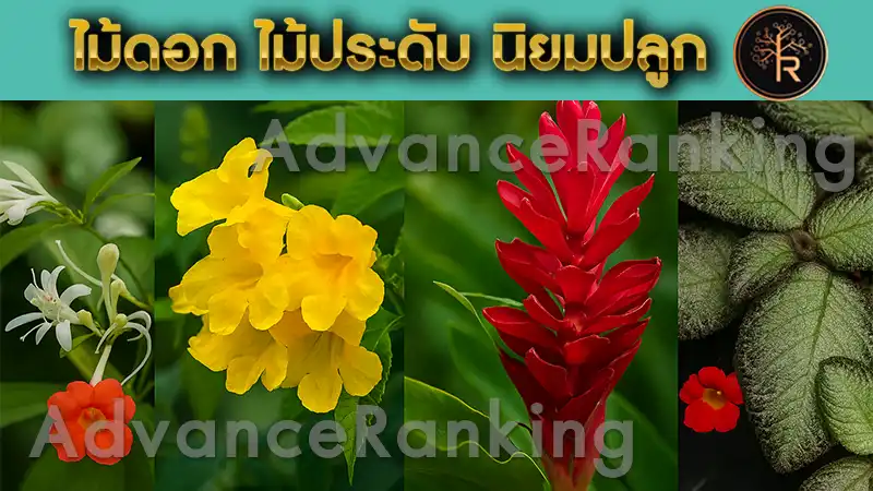 ไม้ดอก ไม้ประดับ นิยมปลูก