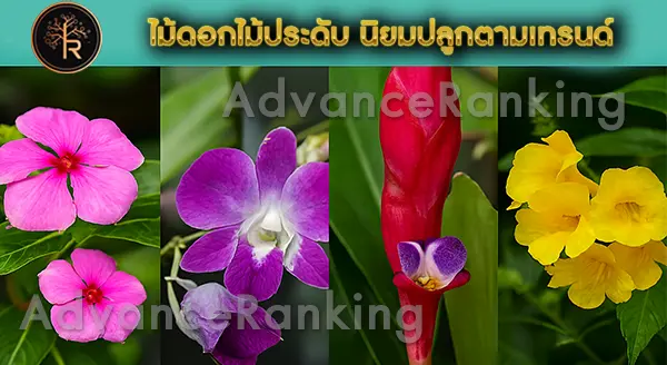 ไม้ดอก ไม้ประดับ นิยมปลูก