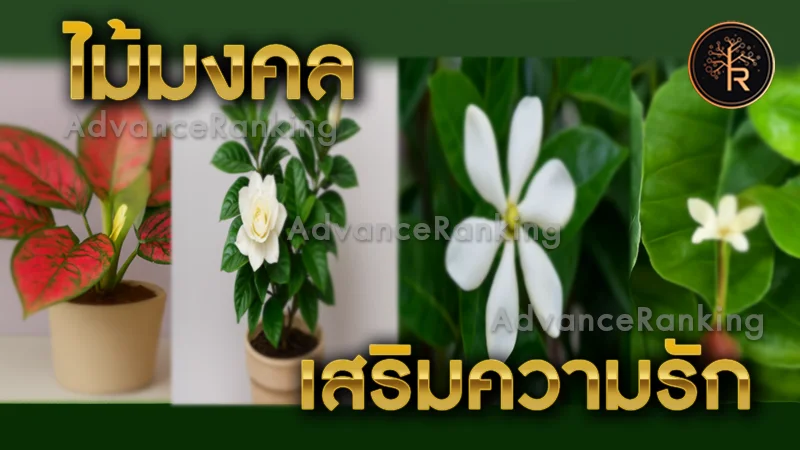 ไม้มงคล เสริมความรัก