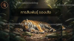 การสืบพันธุ์ ของเสือ