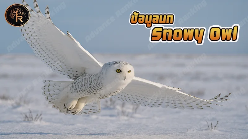 ข้อมูลนก Snowy Owl