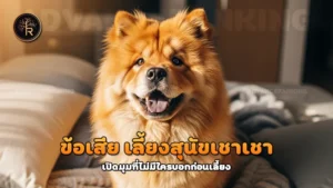 ข้อเสีย เลี้ยงสุนัขเชาเชา