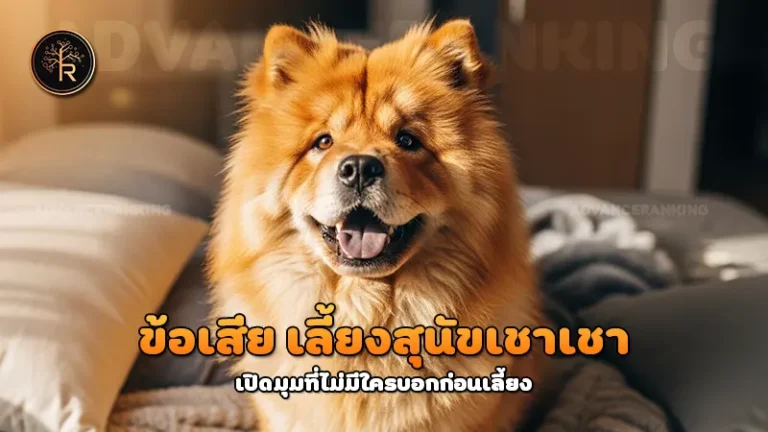 ข้อเสีย เลี้ยงสุนัขเชาเชา