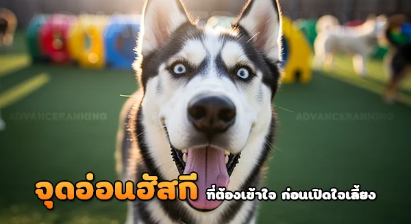 จุดอ่อน ไซบีเรียนฮัสกี