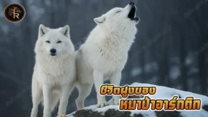 ชีวิตฝูงของ หมาป่าอาร์กติก