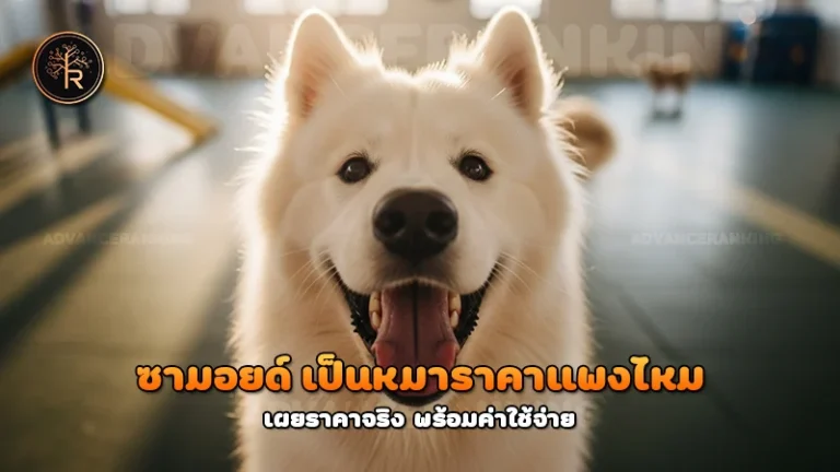 ซามอยด์ เป็นหมาราคาแพงไหม