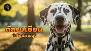 ดัลเมเชียน ทำไมมีลายจุด