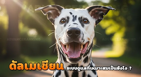 ดัลเมเชียน ทำไมมีลายจุด