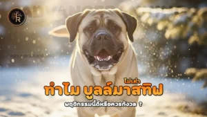 ทำไม บูลล์มาสทิฟ ไม่เห่า