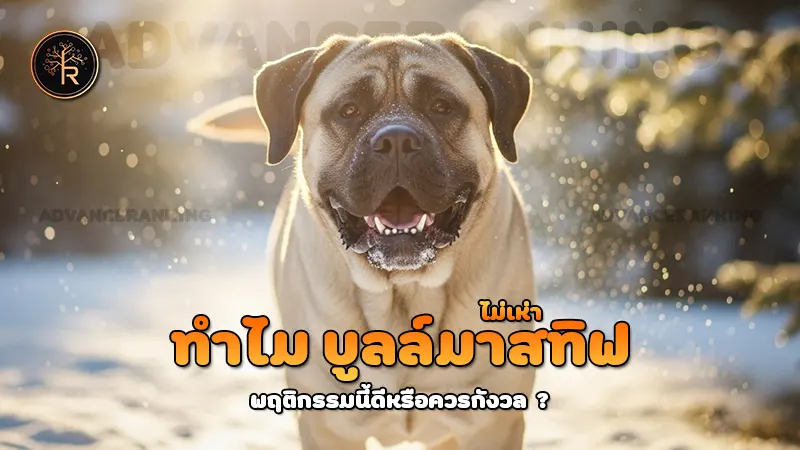 ทำไม บูลล์มาสทิฟ ไม่เห่า