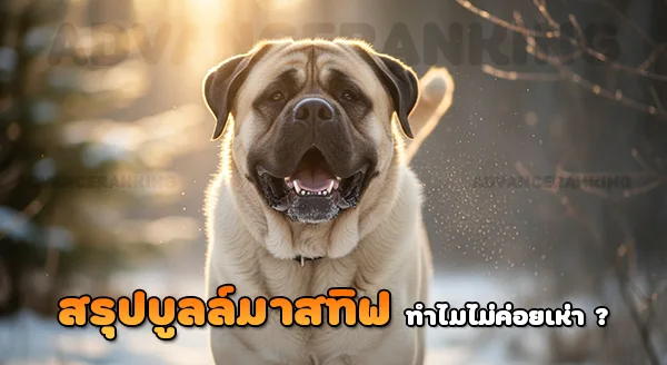 ทำไม บูลล์มาสทิฟ ไม่เห่า