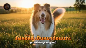 ทำไม รัฟคอลลี่ เป็นหมาต้อนแกะ
