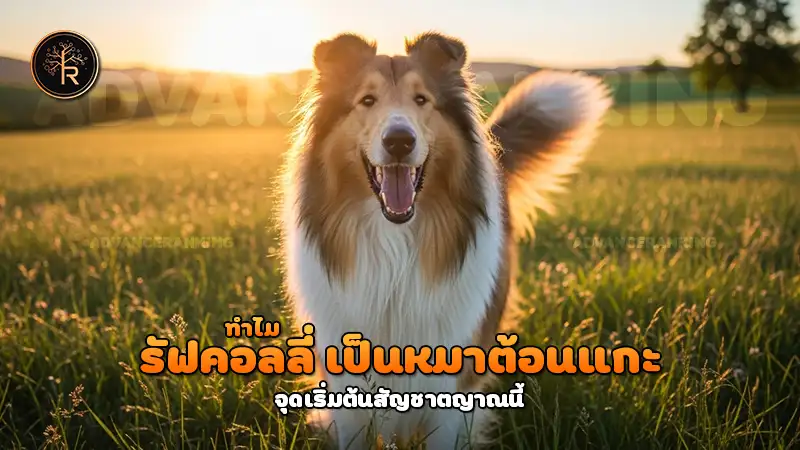 ทำไม รัฟคอลลี่ เป็นหมาต้อนแกะ