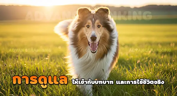 ทำไม รัฟคอลลี่ เป็นหมาต้อนแกะ