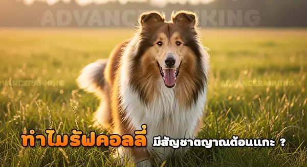 ทำไม รัฟคอลลี่ เป็นหมาต้อนแกะ