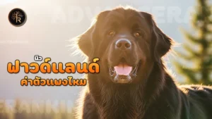 นิวฟาวด์แลนด์ ค่าตัวแพงไหม