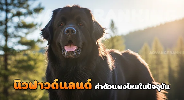 นิวฟาวด์แลนด์ ค่าตัวแพงไหม