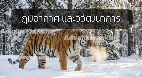 พันธุ์เสือ ตัวใหญ่สุด